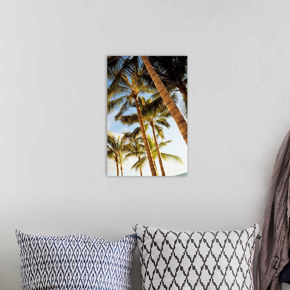 A bohemian room featuring Hawaii, Oahu, Waikiki, Many Palm Trees Against Blue Sky From Below