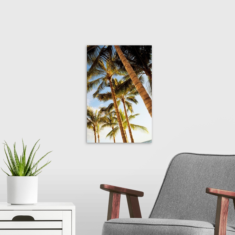 A modern room featuring Hawaii, Oahu, Waikiki, Many Palm Trees Against Blue Sky From Below