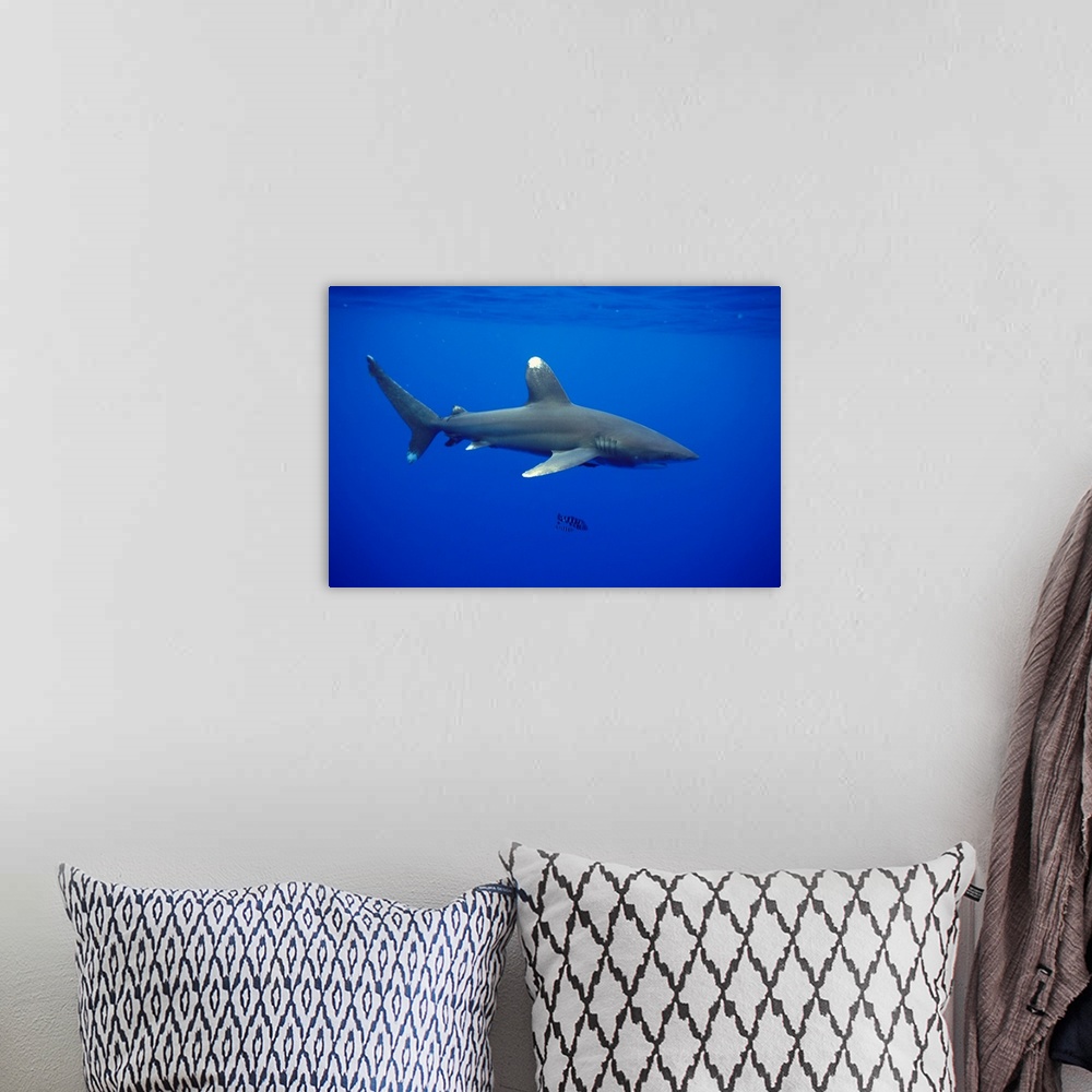 A bohemian room featuring Hawaii, Oceanic Whitetip Shark Side View