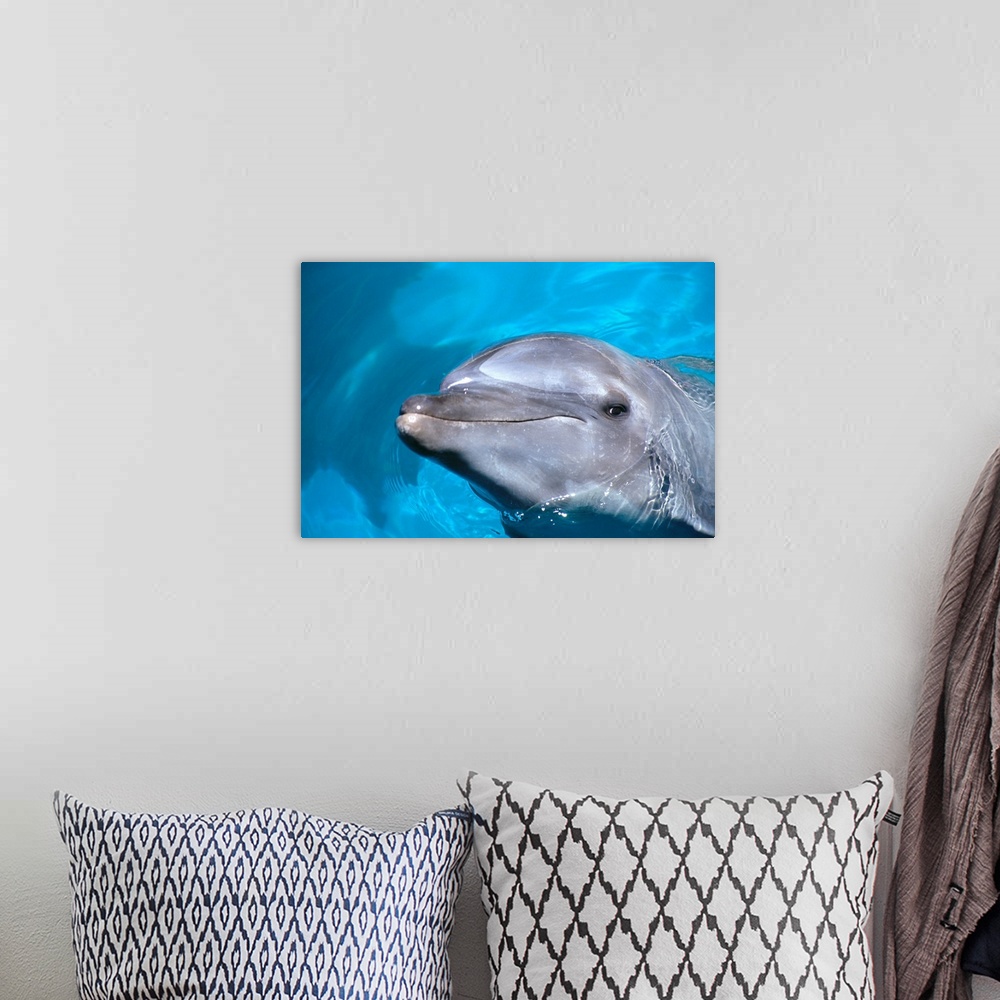 A bohemian room featuring Hawaii, Pacific Bottlenose Dolphin