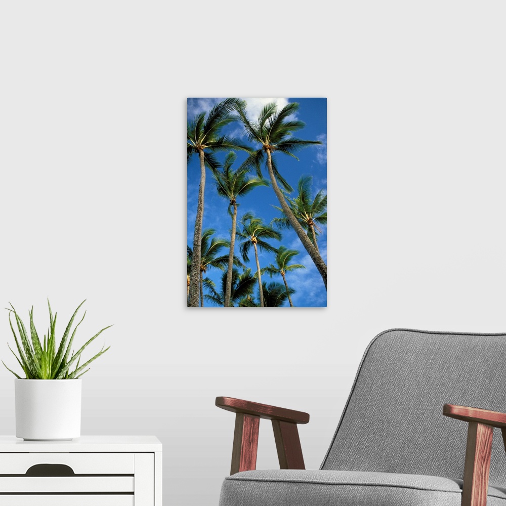 A modern room featuring Hawaii, Palm Trees Against Blue Sky And Clouds