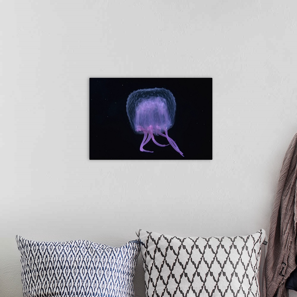 A bohemian room featuring Hawaii, Pink Jellyfish, black background