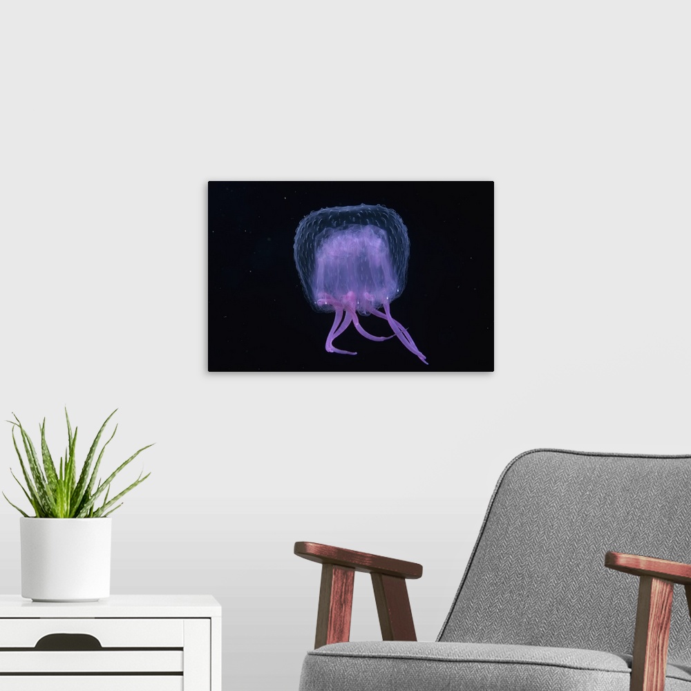 A modern room featuring Hawaii, Pink Jellyfish, black background