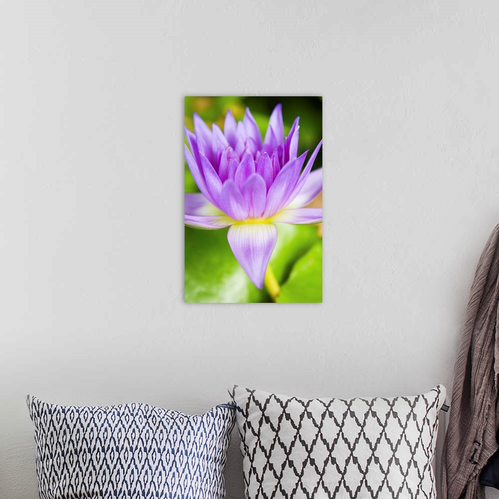 A bohemian room featuring Hawaii, Purple Lotus Blossum