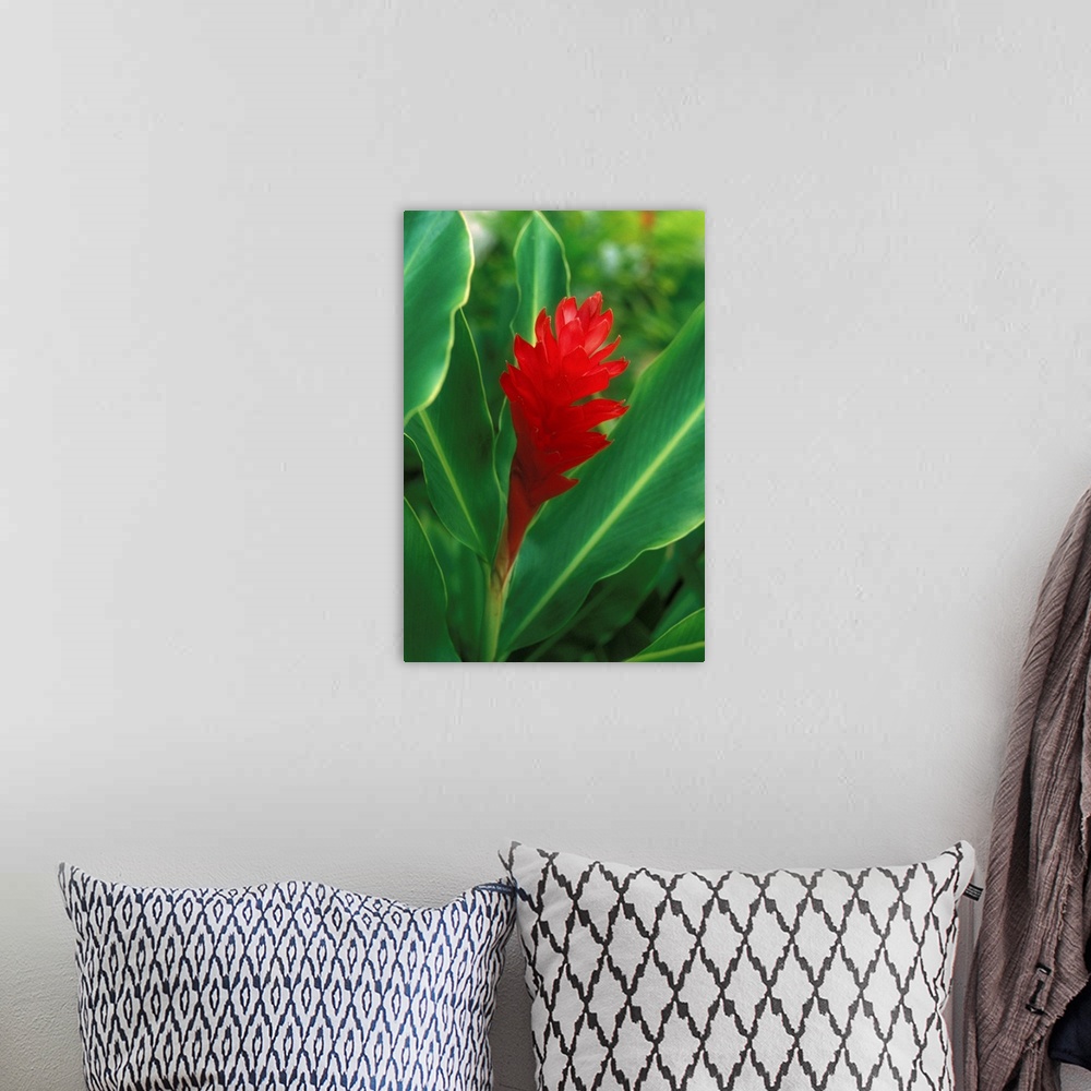 A bohemian room featuring Hawaii, Red Torch Ginger