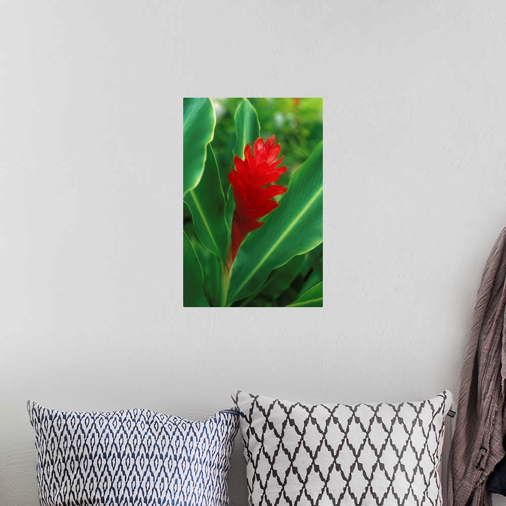 A bohemian room featuring Hawaii, Red Torch Ginger