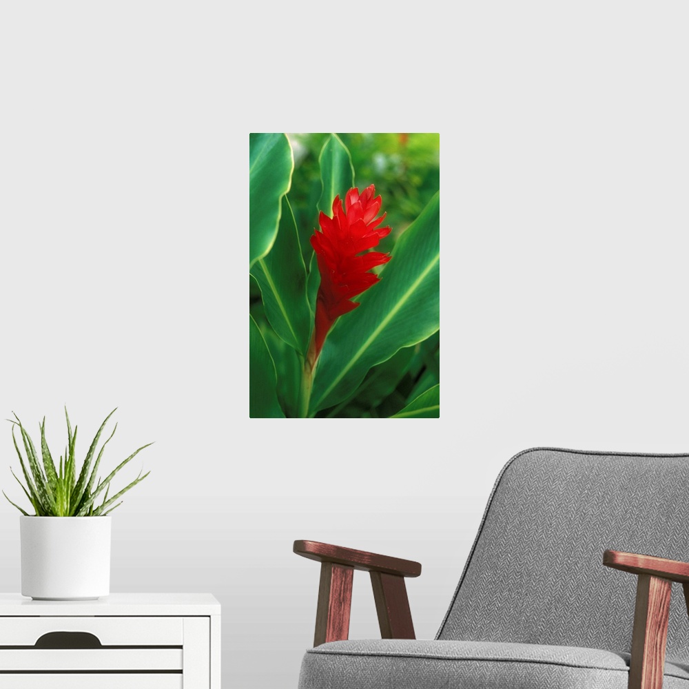 A modern room featuring Hawaii, Red Torch Ginger