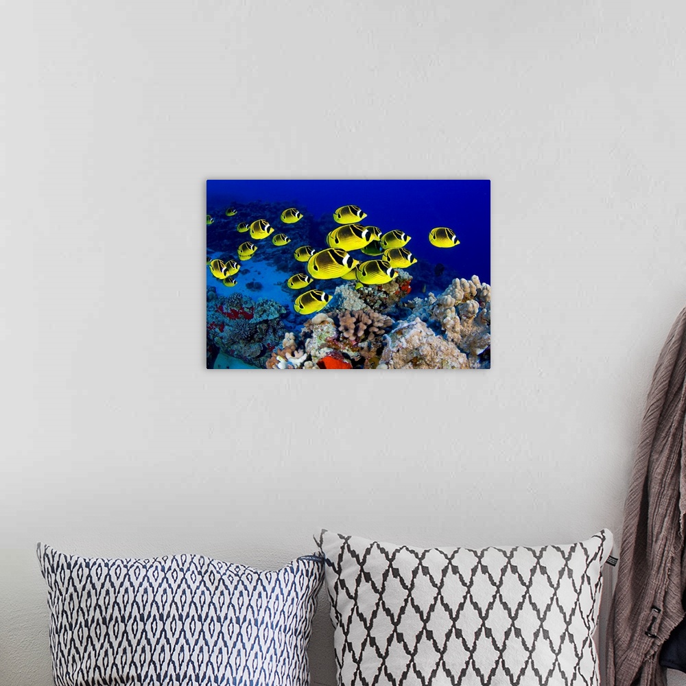 A bohemian room featuring Photograph of colorful  school of fish underwater swimming over reef.