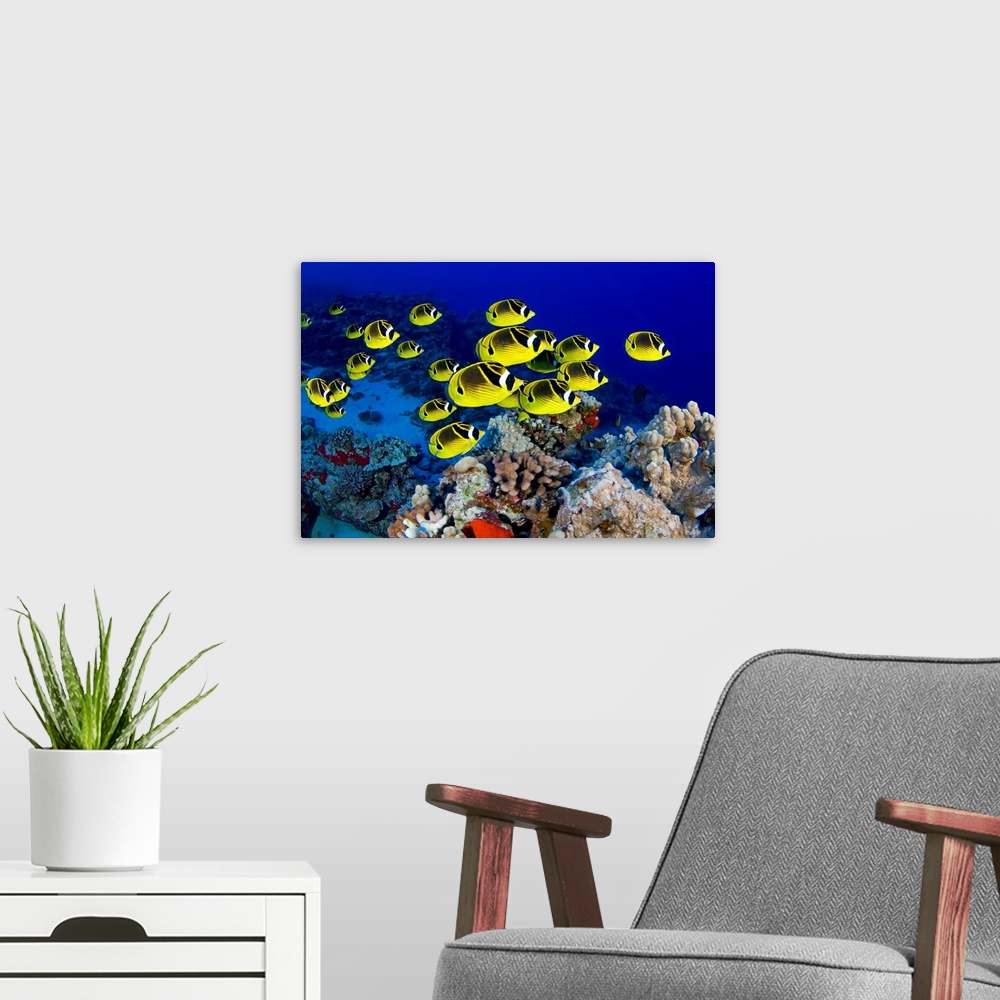 A modern room featuring Photograph of colorful  school of fish underwater swimming over reef.