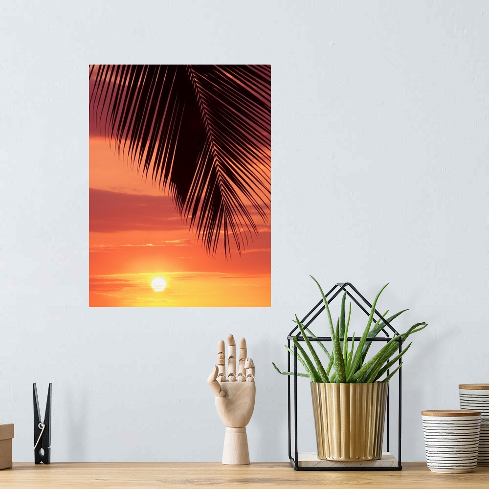 A bohemian room featuring Hawaii, Silhouette Of Palm Frond Against Orange Sunset