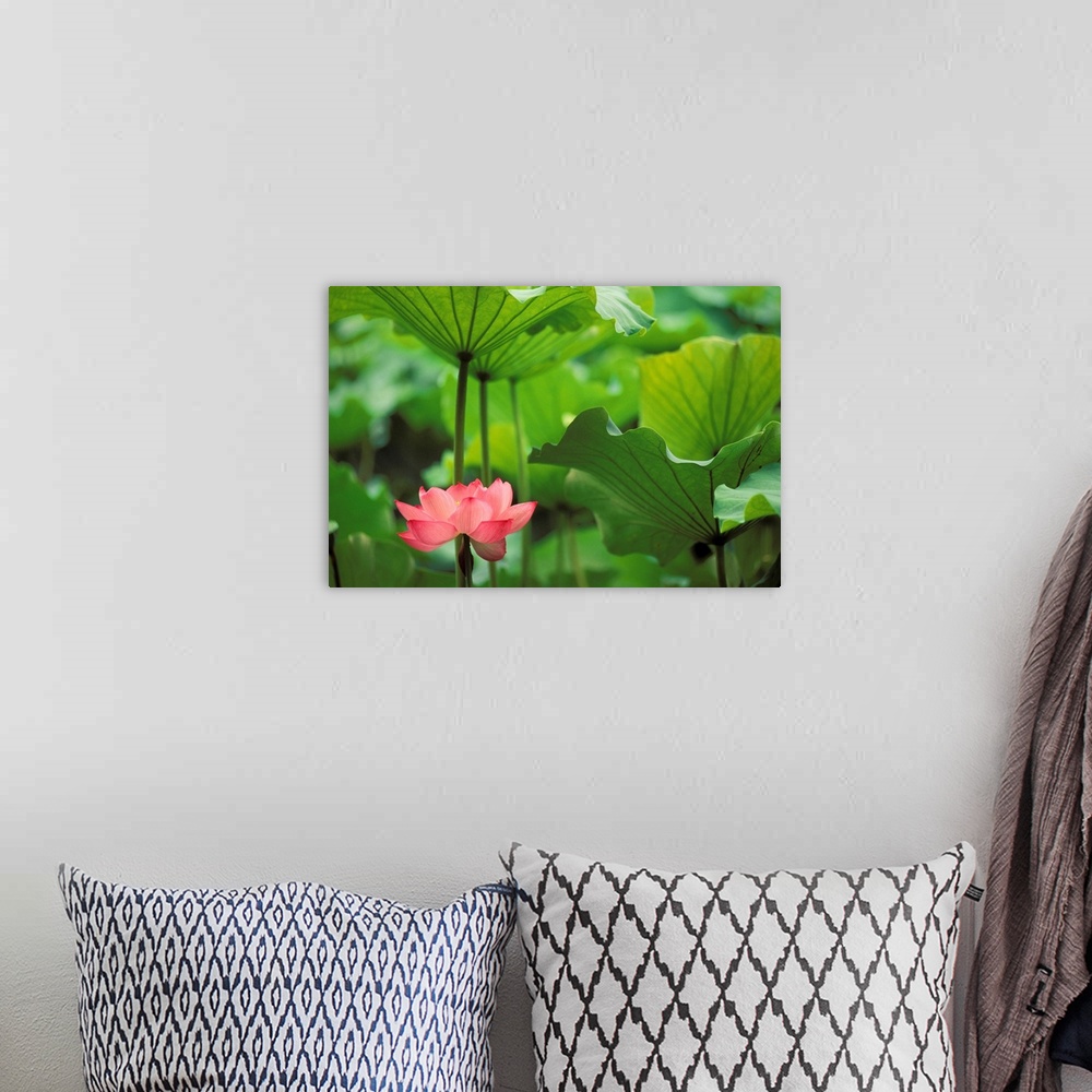 A bohemian room featuring Canvas photo art of a flower amounst big leaves.