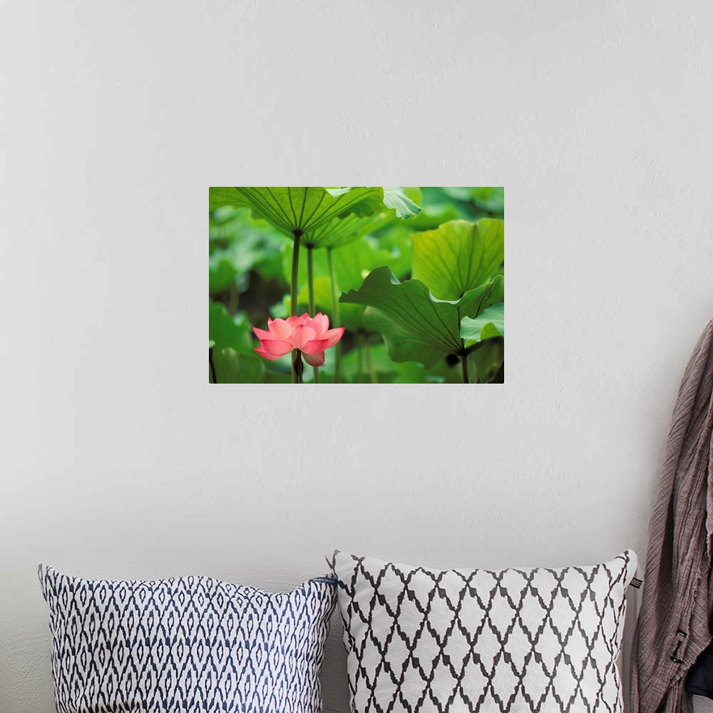 A bohemian room featuring Canvas photo art of a flower amounst big leaves.