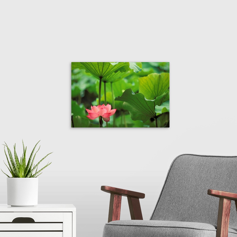 A modern room featuring Canvas photo art of a flower amounst big leaves.