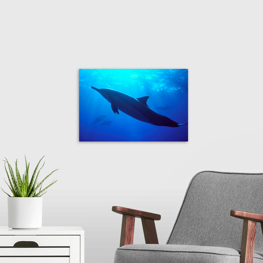 A modern room featuring Hawaii, Spinner Dolphin Near Surface