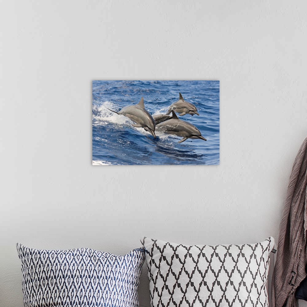 A bohemian room featuring Hawaii, Spinner Dolphins (Stenella Longirostris) Leap Into The Air At The Same Time