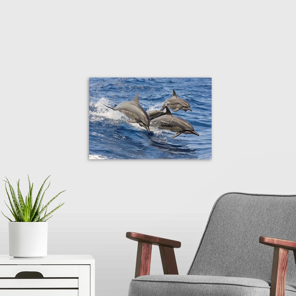 A modern room featuring Hawaii, Spinner Dolphins (Stenella Longirostris) Leap Into The Air At The Same Time