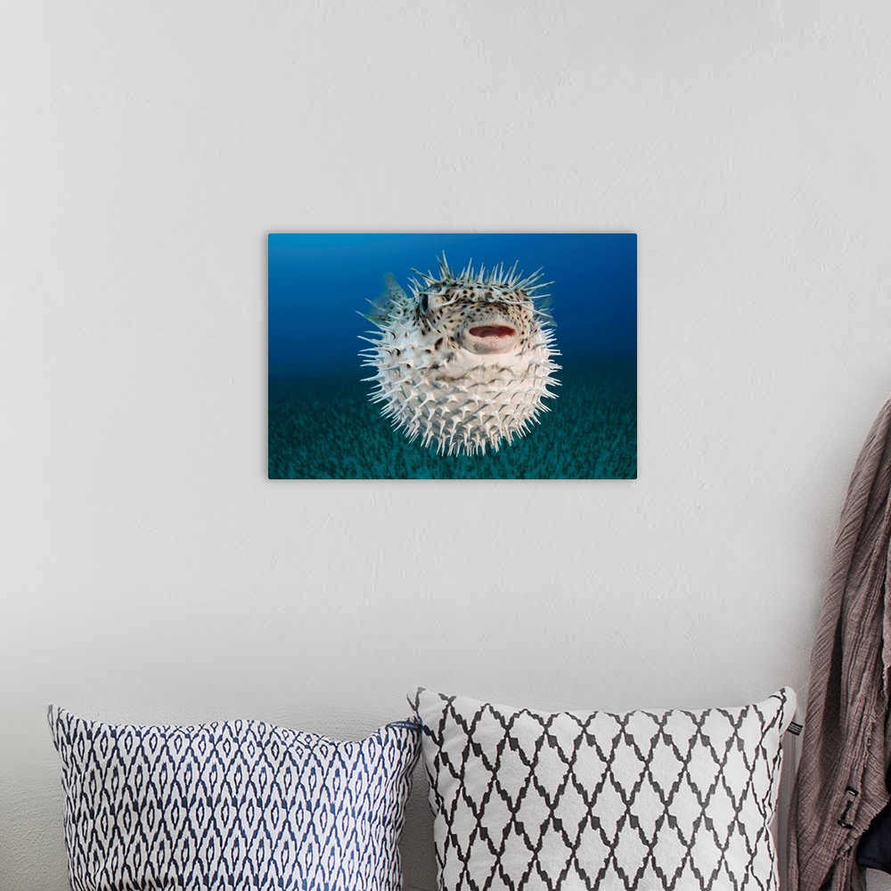 A bohemian room featuring Hawaii, The Spotted Porcupinefish (Diodon Hystrix) Floating In Deep Blue Pacific Waters