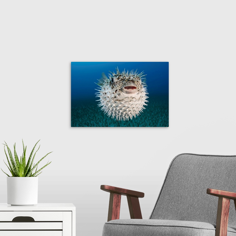 A modern room featuring Hawaii, The Spotted Porcupinefish (Diodon Hystrix) Floating In Deep Blue Pacific Waters