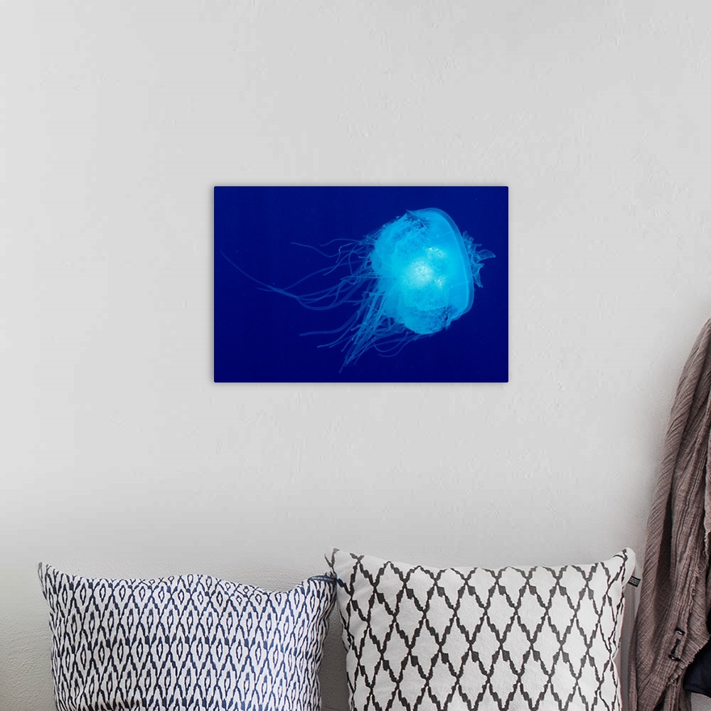 A bohemian room featuring Hawaii, Translucent Jellyfish Floats In Deep Blue Water