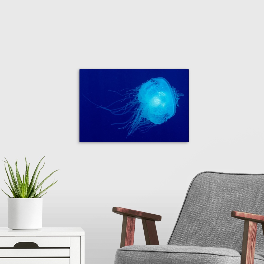 A modern room featuring Hawaii, Translucent Jellyfish Floats In Deep Blue Water