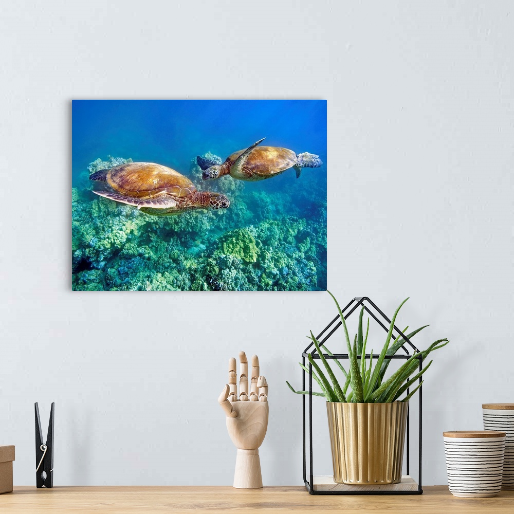 A bohemian room featuring Hawaii, Two Green Sea Turtles, (Chelonia Mydas) An Endangered Species