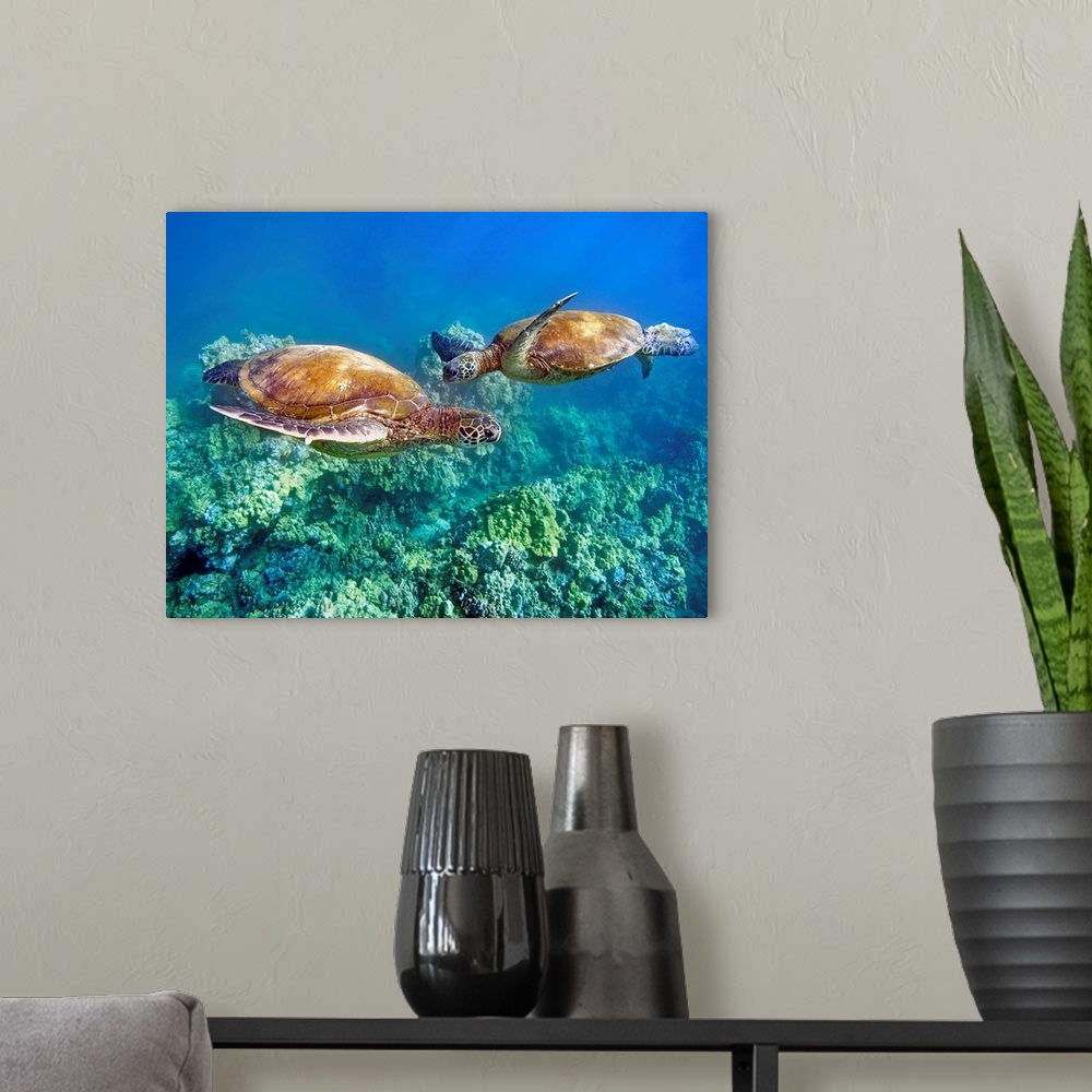 A modern room featuring Hawaii, Two Green Sea Turtles, (Chelonia Mydas) An Endangered Species