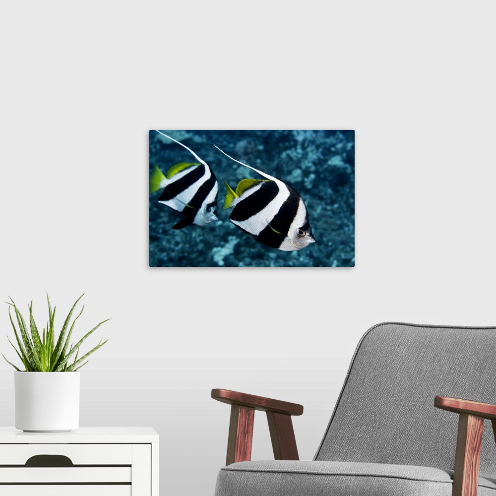 A modern room featuring Hawaii, Two Pennant Bannerfish (Heniochus Chrysostomus) Gliding Through Water Together