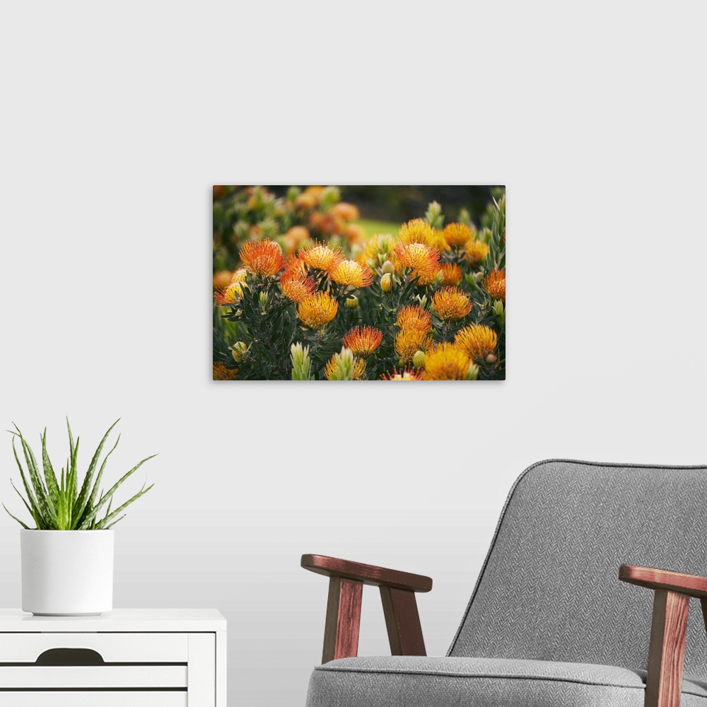 A modern room featuring Hawaii, Upcountry Maui, Orange Pin Cushion Protea Blossoms On Bush