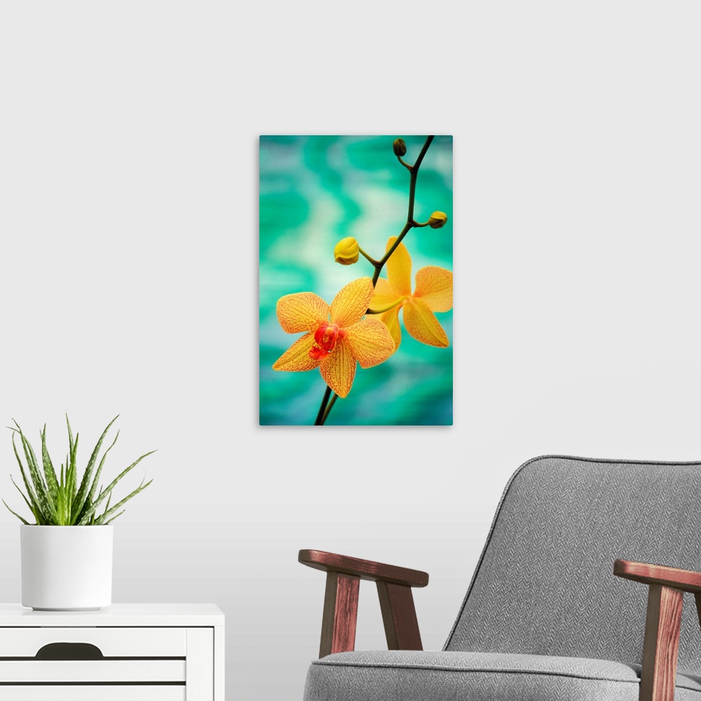 A modern room featuring Hawaii, Yellow Dendrobium With Orange Speckles, Orchid Flower On Plant