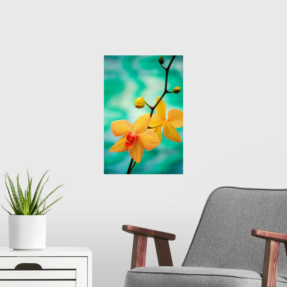 A modern room featuring Hawaii, Yellow Dendrobium With Orange Speckles, Orchid Flower On Plant