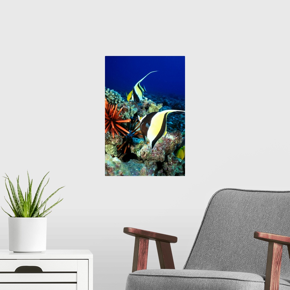 A modern room featuring Hawaiian Reef Scene, Moorish Idol, Slate Pencil Sea Urchin, And Reef Fish