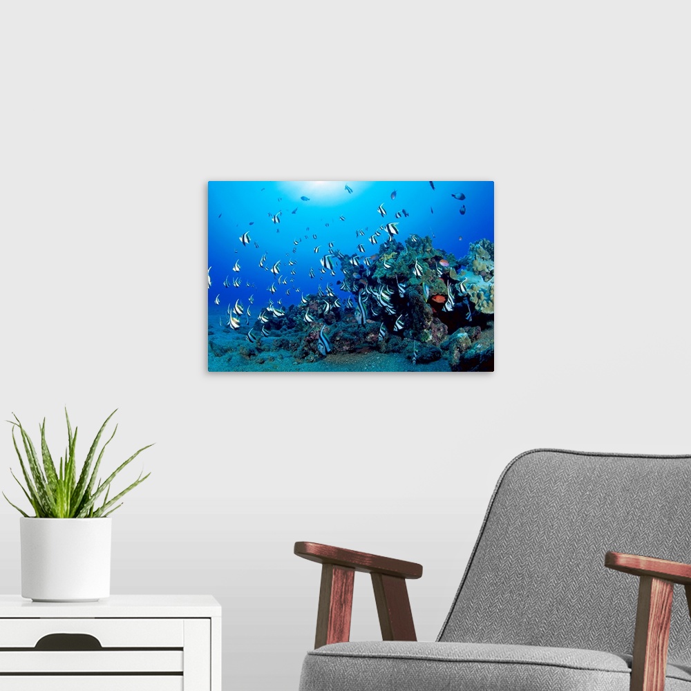 A modern room featuring Hawaiian Reef Scene With Pennant Fish (Heniochus Diphreutes)