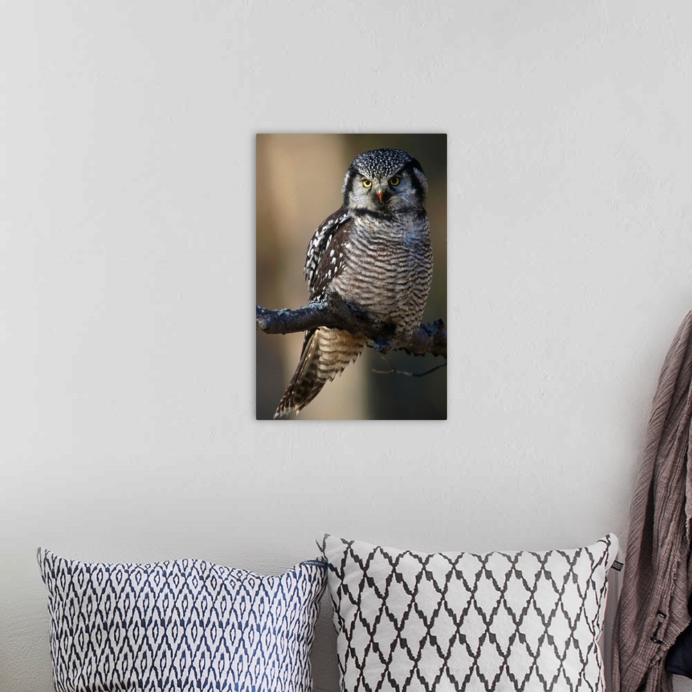 A bohemian room featuring Hawk Owl Perched On A Branch Near Bird Creek, Southcentral Alaska