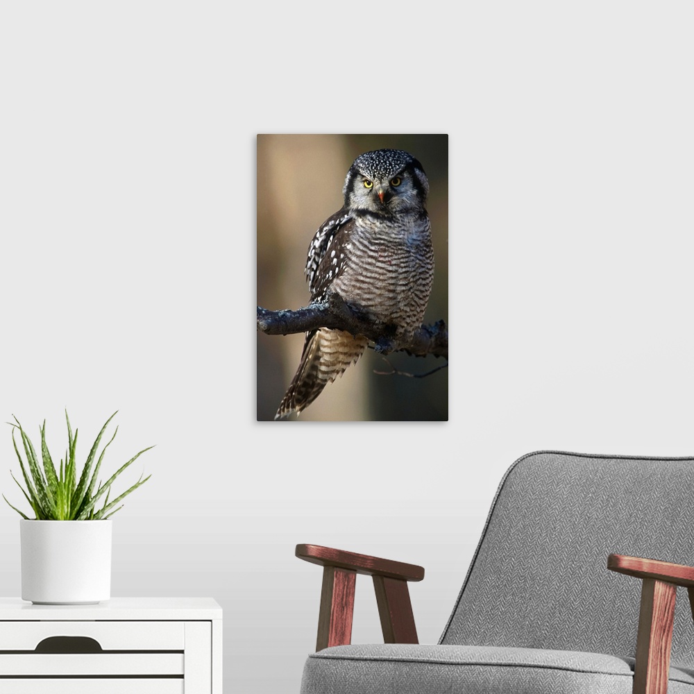 A modern room featuring Hawk Owl Perched On A Branch Near Bird Creek, Southcentral Alaska
