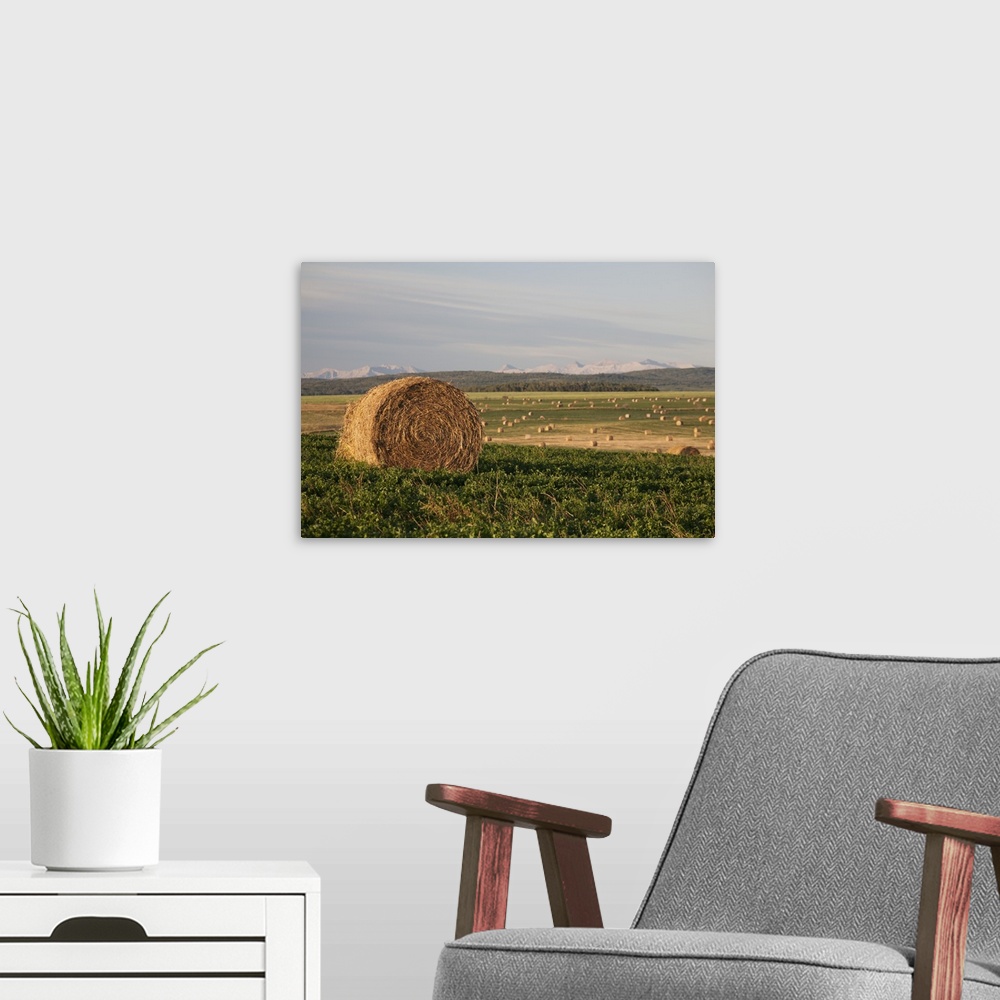 A modern room featuring Hay Bales In A Field With Mountains In The Background At Sunrise; Alberta, Canada
