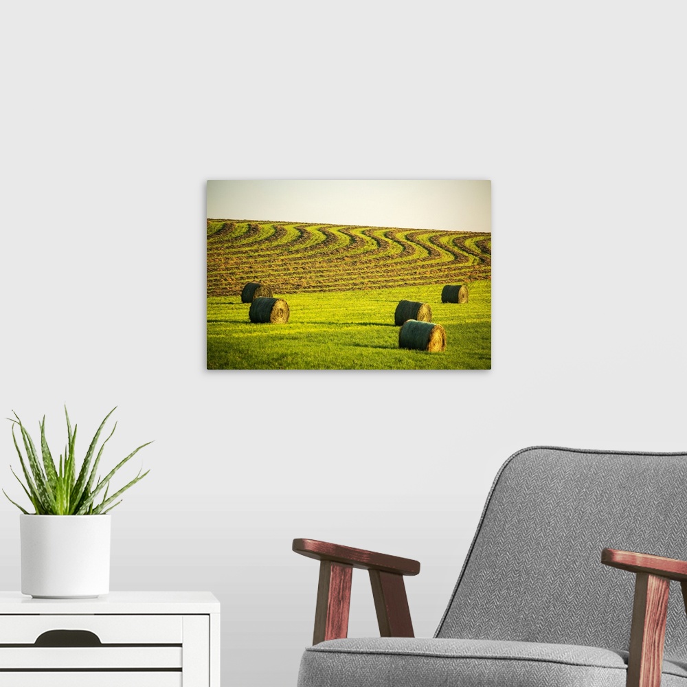 A modern room featuring Hay bales in a green field with curvy harvest lines on a rolling hillside in the background, West...