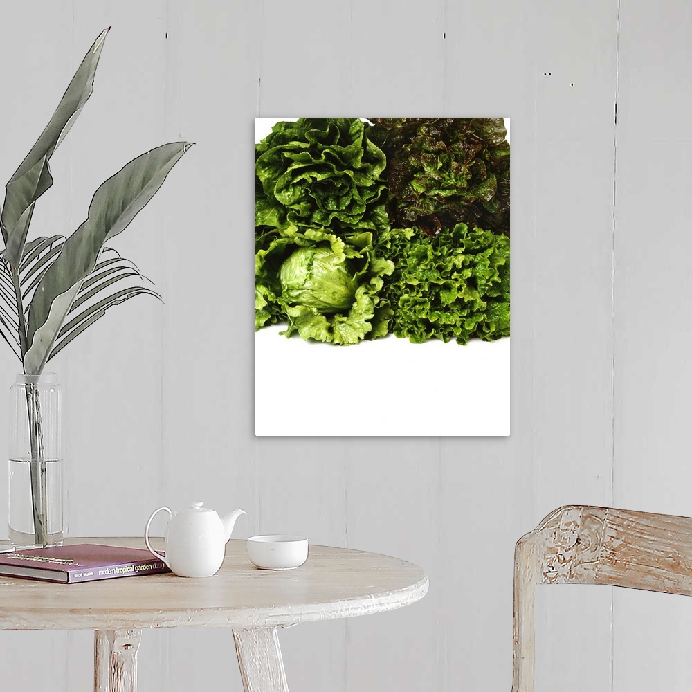 A farmhouse room featuring Heads of Romaine, red leaf, Iceberg and green leaf lettuce bunched together