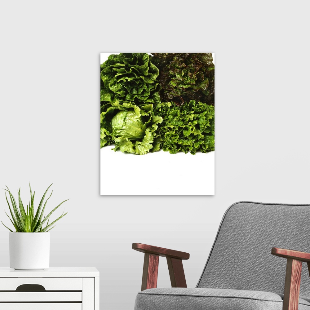 A modern room featuring Heads of Romaine, red leaf, Iceberg and green leaf lettuce bunched together