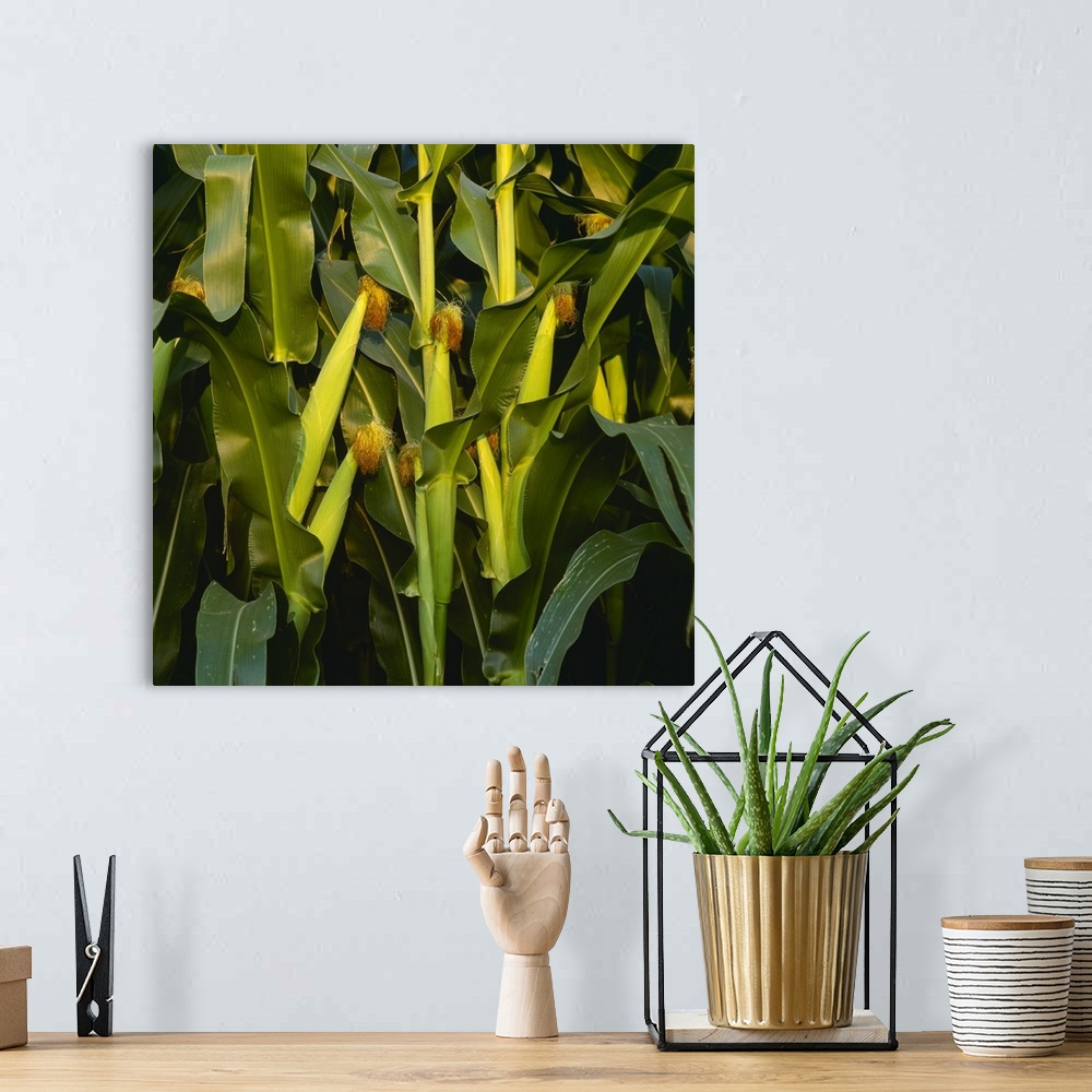 A bohemian room featuring Healthy ears of mid season grain corn on the stalks, Iowa