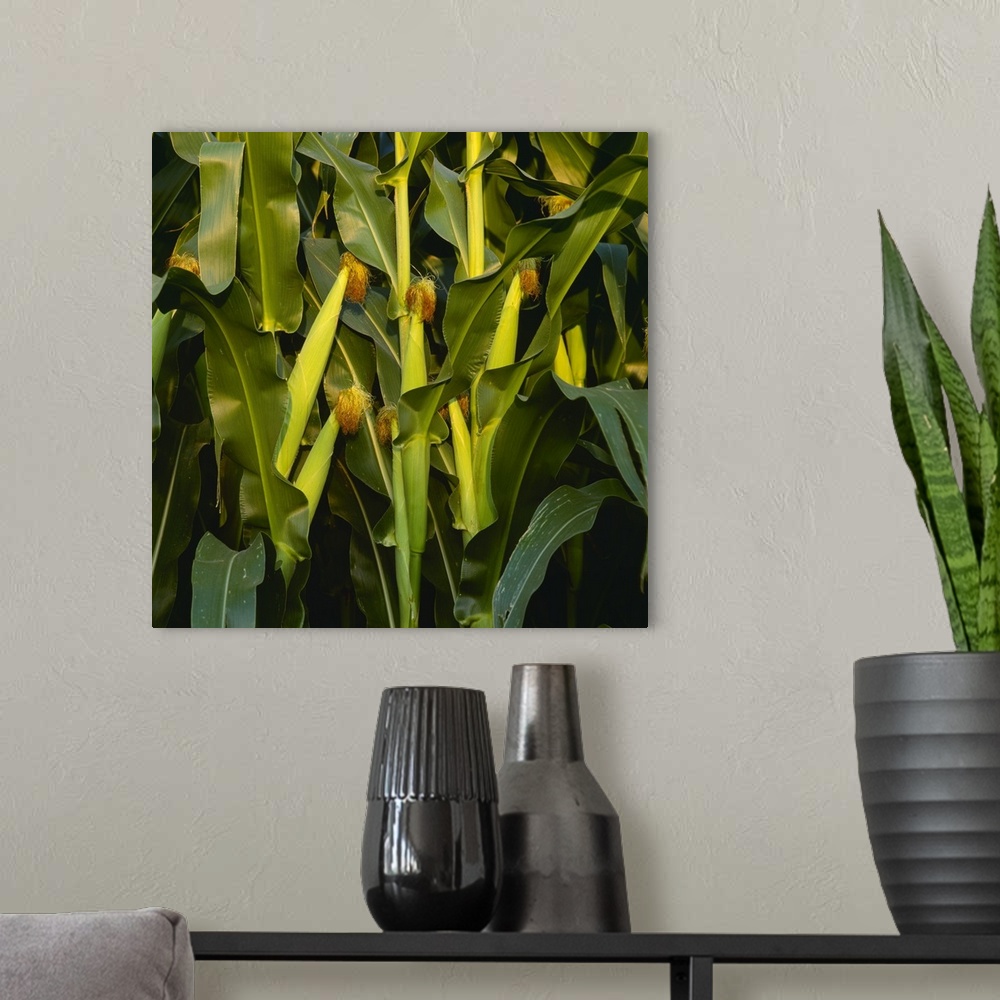 A modern room featuring Healthy ears of mid season grain corn on the stalks, Iowa