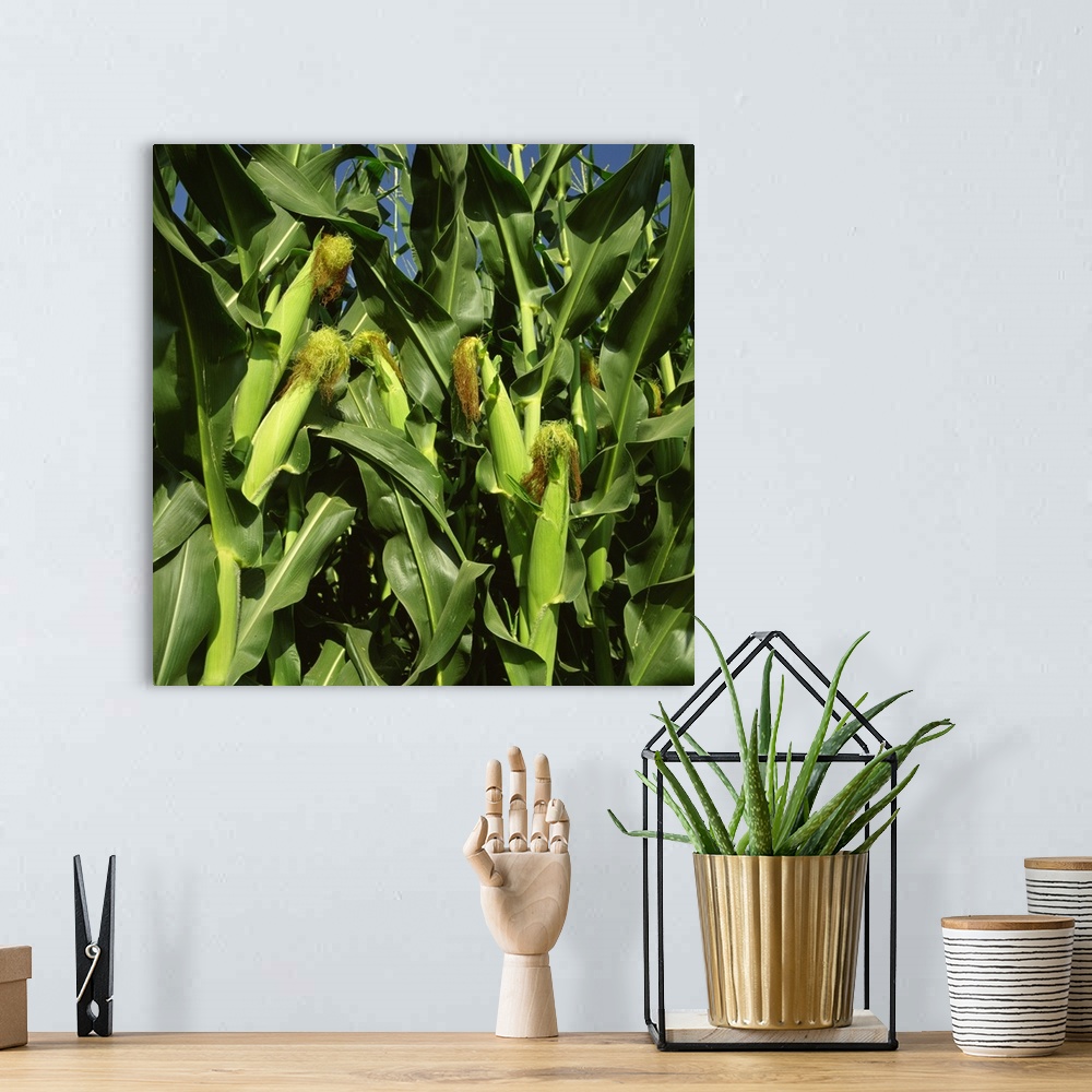 A bohemian room featuring Healthy immature ears of grain corn on the stalk with silks just beginning to dry