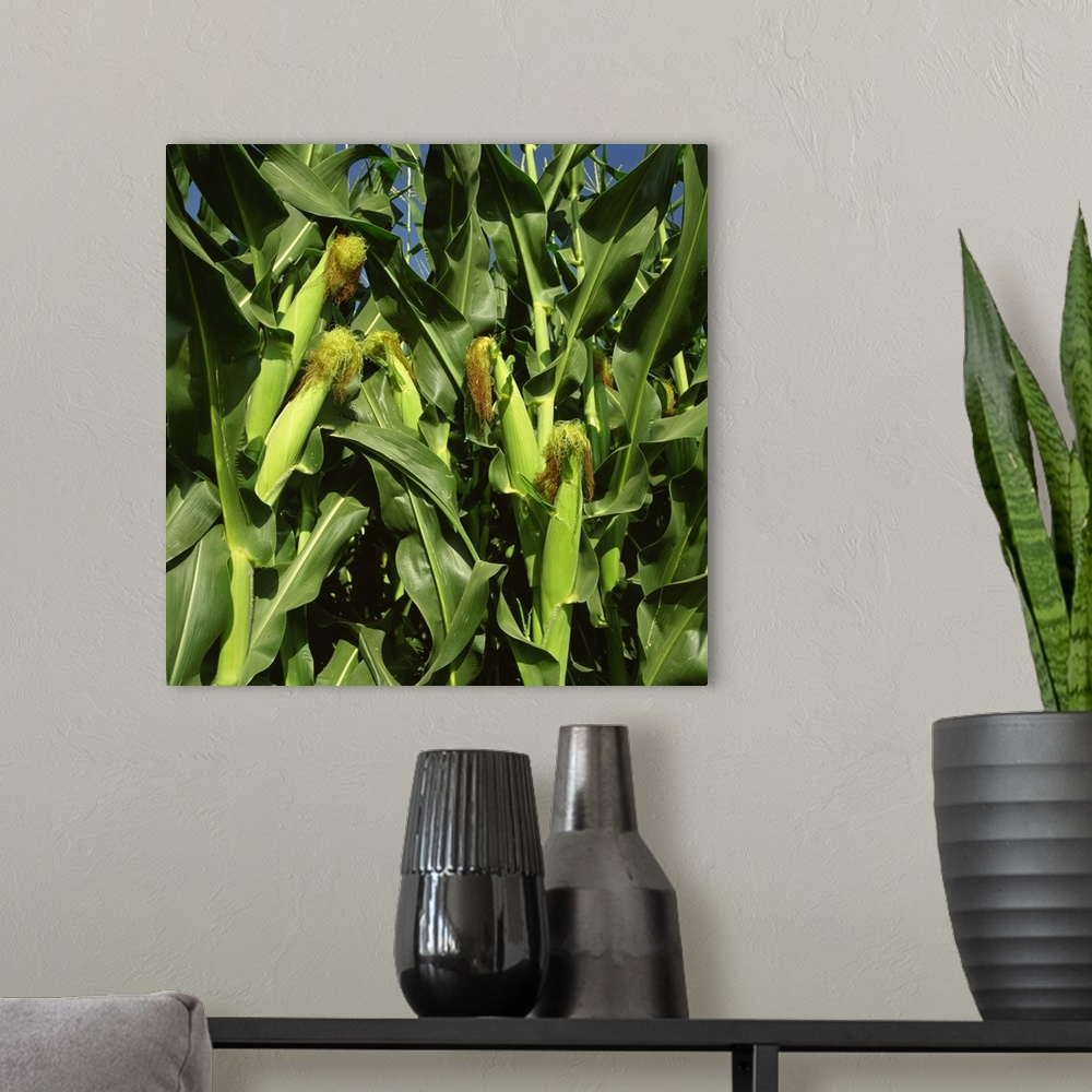 A modern room featuring Healthy immature ears of grain corn on the stalk with silks just beginning to dry