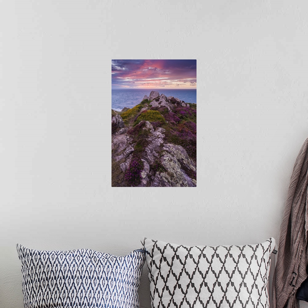 A bohemian room featuring Heather on Morte Point at sunset on the North Devon Heritage Coast.