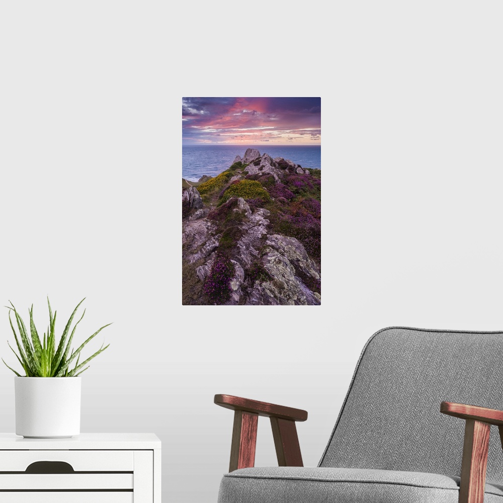A modern room featuring Heather on Morte Point at sunset on the North Devon Heritage Coast.