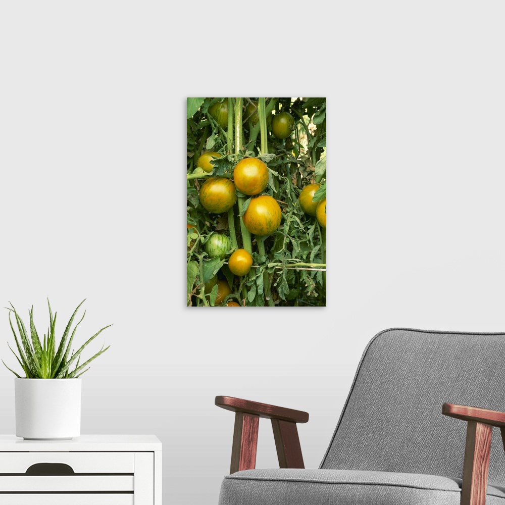 A modern room featuring Heirloom tomatoes on the vine, Green Zebra variety, California