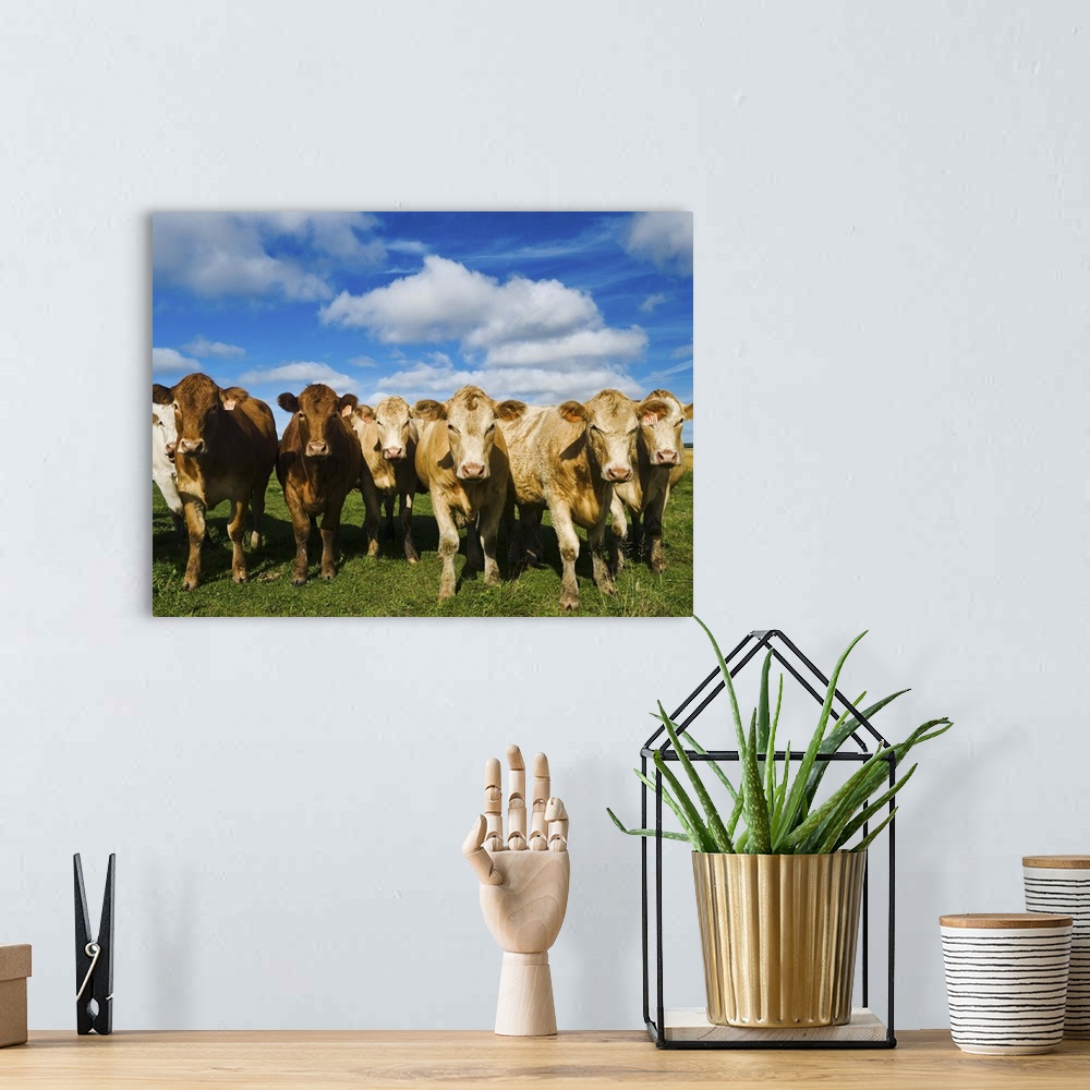 A bohemian room featuring Herd of beef cattle, Tiger Hills, Manitoba, Canada