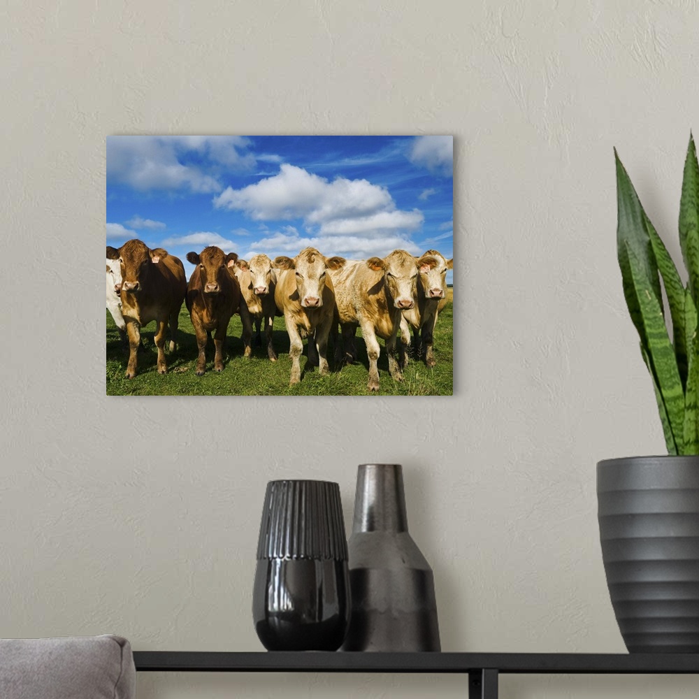 A modern room featuring Herd of beef cattle, Tiger Hills, Manitoba, Canada