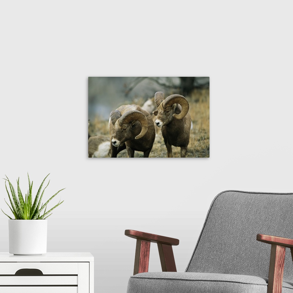 A modern room featuring Herd of bighorn sheep (ovis canadensis) grazing in a mountain valley, Augusta, Montana, united st...