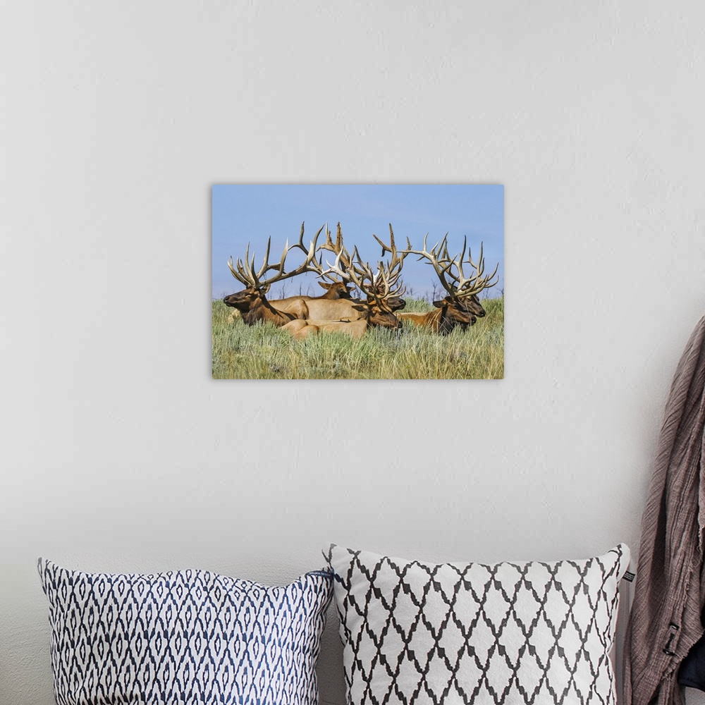 A bohemian room featuring Herd of bull Elk (Cervus canadensis) lying in the grass; Steamboat Springs, Colorado, United Stat...