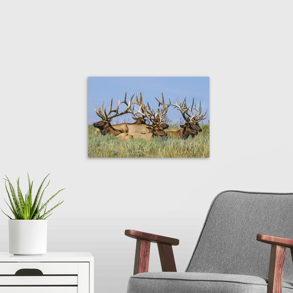 A modern room featuring Herd of bull Elk (Cervus canadensis) lying in the grass; Steamboat Springs, Colorado, United Stat...